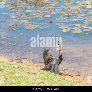 Australasian darter uccello sul lago waterfront con essiccazione è diffondere le ali in una giornata di sole a Darwin, in Australia Foto Stock