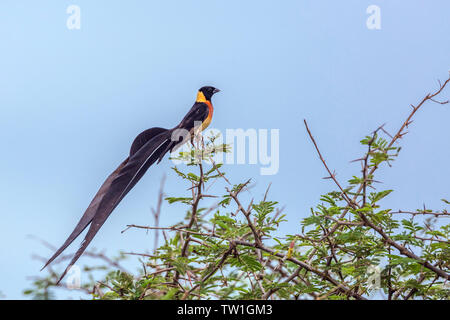 Paradise-Whydah orientale isolato nel cielo blu nel Parco Nazionale di Kruger, Sud Africa ; Specie Vidua paradisaea famiglia di Viduidae Foto Stock