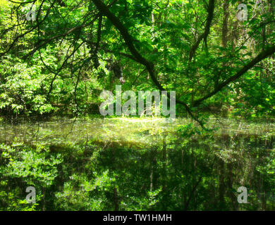 Palude in una foresta in primavera Foto Stock
