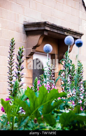 Azure Allium and Bears Britches in un piccolo giardino di cottage a Bath, Inghilterra. Foto Stock