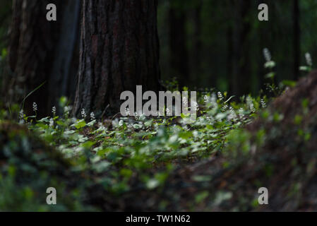 Maianthemum bifolium nella magica atmosfera della foresta misteriosa. Foto Stock