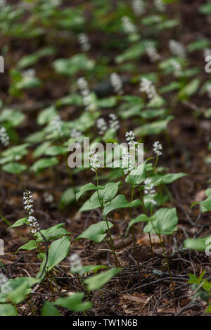 Maianthemum bifolium nella magica atmosfera della foresta misteriosa. Foto Stock