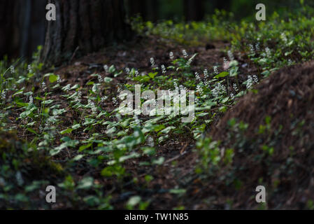 Maianthemum bifolium nella magica atmosfera della foresta misteriosa. Foto Stock