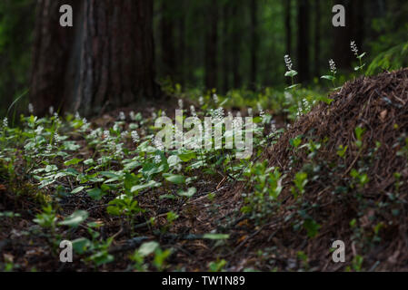 Maianthemum bifolium nella magica atmosfera della foresta misteriosa. Foto Stock