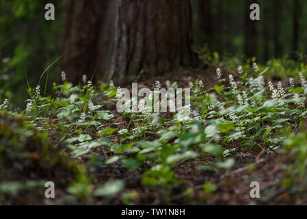 Maianthemum bifolium nella magica atmosfera della foresta misteriosa. Foto Stock