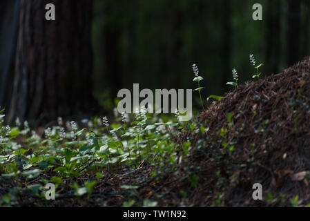 Maianthemum bifolium nella magica atmosfera della foresta misteriosa. Foto Stock