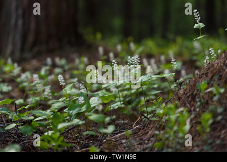 Maianthemum bifolium nella magica atmosfera della foresta misteriosa. Foto Stock