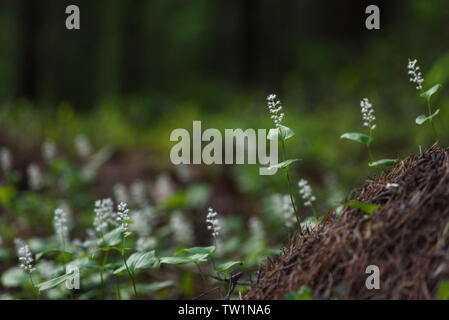 Maianthemum bifolium nella magica atmosfera della foresta misteriosa. Foto Stock