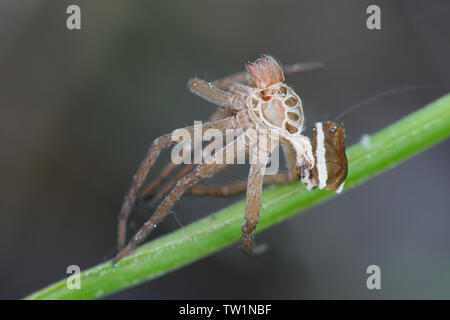 Pelle capannone della zattera spider, Dolomedes fimbriatus Foto Stock