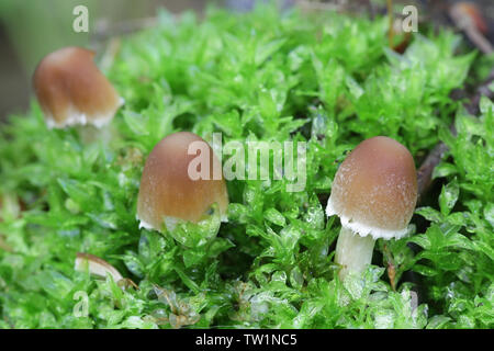 Psathyrella candolleana, noto come brittlestem pallido o fungo psathyrella comune, giovani esemplari crescente selvatici in Finlandia Foto Stock