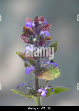 Ajuga reptans, noto come bugle, blue bugle, bugleherb, bugleweed, carpetweed, tappeto bugleweed e comune bugle, crescente selvatici in Finlandia Foto Stock