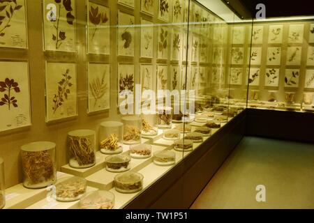 Exhibition Hall di cinese materiali medicinali Foto Stock