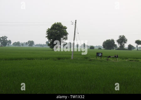 Il riso raccolto in un campo, India Foto Stock