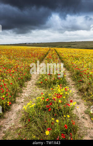 Il pneumatico del trattore marchi in un campo pieno di papaveri comune Papaver rhoeas e mais Le calendule Glebionis segetum sulla West pentire a Newquay in Cornovaglia. Foto Stock