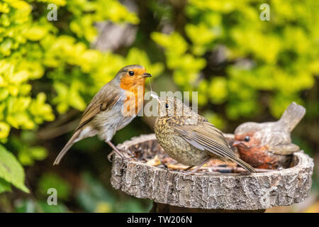 Unione adulto Robin (erithacus rubecula) alimentazione recentemente fledged capretti robin Foto Stock