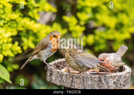 Unione adulto Robin (erithacus rubecula) alimentazione recentemente fledged capretti robin Foto Stock