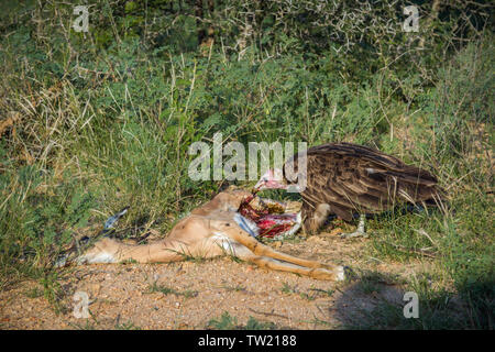 Con cappuccio di scavenging del vulture morto un impala nel Parco Nazionale di Kruger, Sud Africa ; Specie famiglia Necrosyrtes monachus di Accipitridae Foto Stock