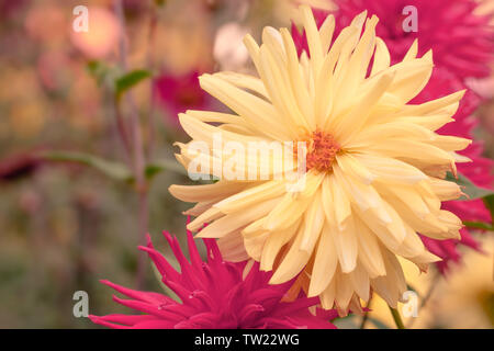 Close-up di giallo e viola Cactus dalie in estate. Visuale globale fiori colorati. Fioritura dalie. Foto Stock