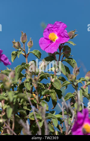 Zistrose Graubehaarte, Graubehaarte Cistrose, Kretische Zistrose, Cistrose, Zistrose, Cistus creticus, Cistus incanus e Cistus villosus, Rosa Rock-Rose Foto Stock