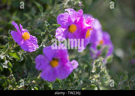 Zistrose Graubehaarte, Graubehaarte Cistrose, Kretische Zistrose, Cistrose, Zistrose, Cistus creticus, Cistus incanus e Cistus villosus, Rosa Rock-Rose Foto Stock