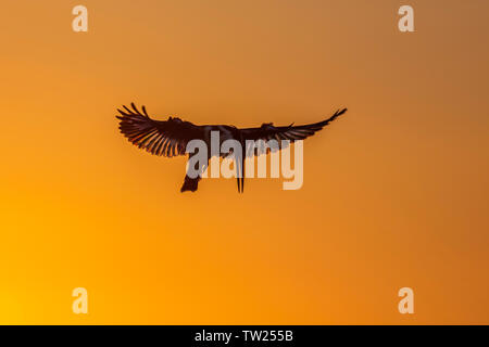 Pied kingfisher battenti sul tramonto nel Parco Nazionale di Kruger, Sud Africa ; Specie Ceryle rudis famiglia di Alcedinidae Foto Stock