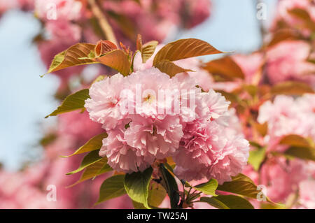 Fioritura primaverile Cherry Blossoms close-up Foto Stock