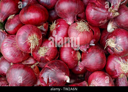 Le cipolle rosse organic Foto Stock