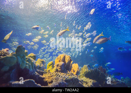 Colorfull aquarium pesci nel buio profondo blu acqua Foto Stock