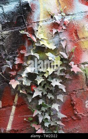 Immagine a colori che mostra un muro di mattoni che ha foglie d'edera che cresce su esso che è stato spruzzato con vernice di graffiti Foto Stock