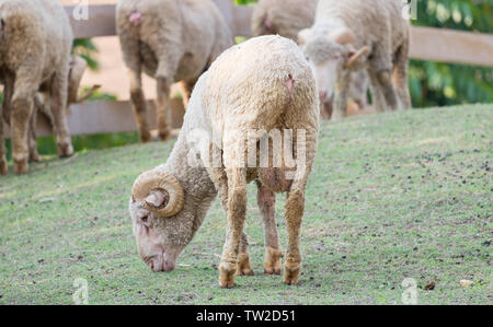 Rotolo di pecore pascolano avvisatore acustico in fattoria Foto Stock
