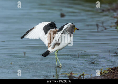 Testa bianca Pavoncella ali spiegate nel Parco Nazionale di Kruger, Sud Africa ; Specie Vanellus albiceps famiglia dei Charadriidae Foto Stock