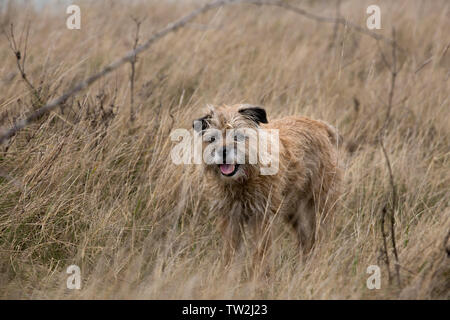 Border Terrier in erba lunga Foto Stock