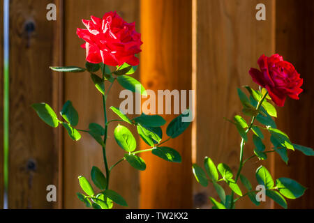 Due piante di rose del tipo retro illuminati dalla luce del sole attraverso una recinzione di legno Foto Stock