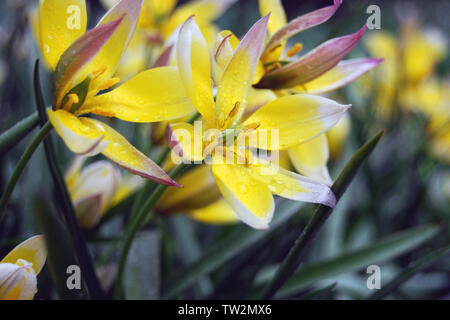 Tulip wood o un Tulip selvaggia (Tulipa sylvestris L.) fiori sul giorno di pioggia Foto Stock