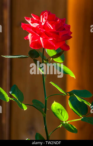 Colpo verticale di una pianta di rose e fiori in retro illuminati dalla luce del sole attraverso una recinzione di legno Foto Stock