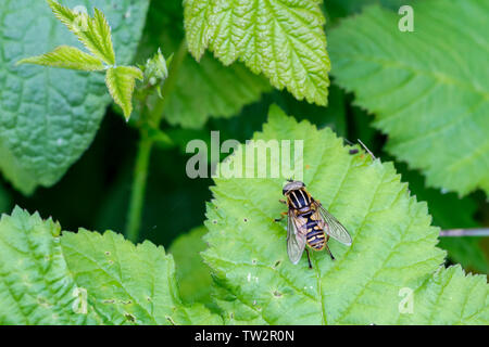 Passare il puntatore del mouse-fly (Helophilus pendulus) nero e strisce gialle dietro la testa e di fronte all'addome appoggiato su di ortiche in prossimità di acqua. Comune di hover volare a prendere il sole Foto Stock