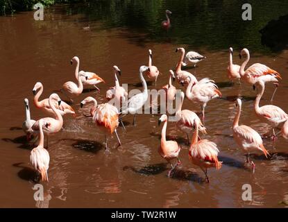 Flamingo cileni Foto Stock