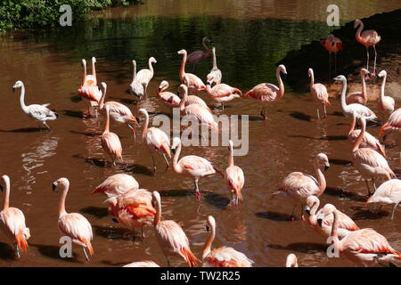 Flamingo cileni Foto Stock