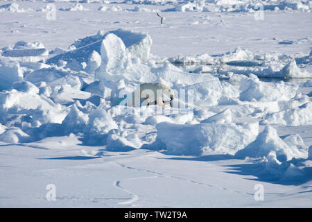 Orso polare con guarnizione inanellato ha appena pescati, Arctique russo. Di inanellare le guarnizioni sono l'orso polare preferito di prede. Foto Stock