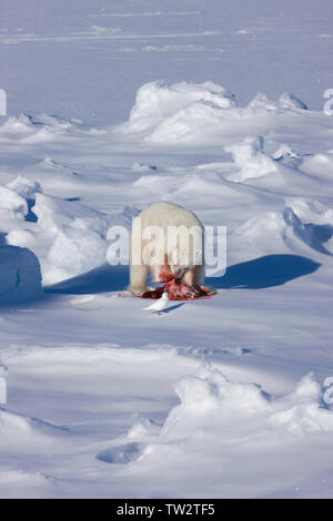 Orso polare con guarnizione inanellato ha appena pescati, Arctique russo. Di inanellare le guarnizioni sono l'orso polare preferito di prede. Foto Stock