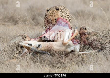 Ghepardo (Acinonyx jubatus) famiglia insieme di alimentazione su un kill, Ndutu, Tanzania Foto Stock