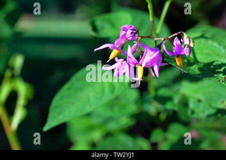 Primo piano della viola nightshade fiori Foto Stock