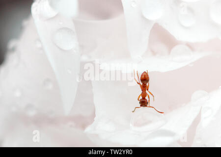 Close up ant bere su una goccia di acqua in giardino Foto Stock