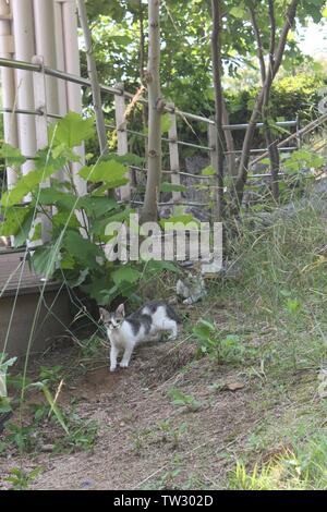 Curioso baby cat e diffidente madre gatto Foto Stock