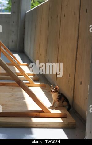 Carino, solitaria e poco gattino cercando madre gatto Foto Stock