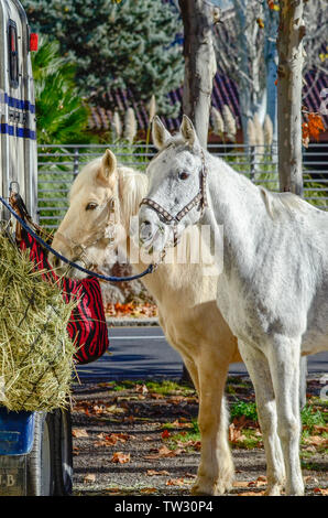 Cavallo Spagnolo in una pausa dalla concorrenza e mangiare Foto Stock