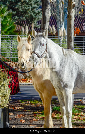 Cavallo Spagnolo in una pausa dalla concorrenza e mangiare Foto Stock