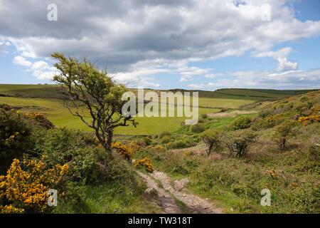 Costa intorno a Starehole Bay, Devon, Inghilterra. Foto Stock