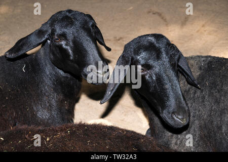 Gli animali domestici delle specie ovina (Ovis aries) Foto Stock