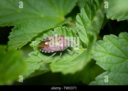 Primo piano di un adulto di sloe bug (Dolycoris baccarum, Pentatomidae) seduto su una foglia verde Foto Stock